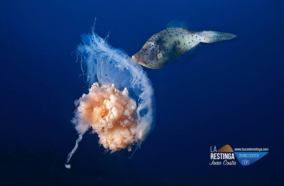 Gallo Azul y medusa oceánica gigante en la isla de El Hierro